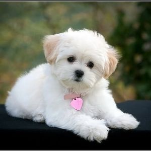 Meet your Posher, Rosmery